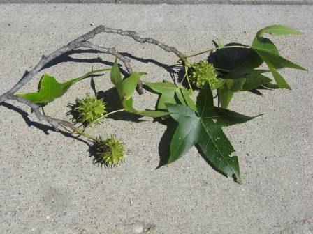 Sweetgum foliage & seed pod