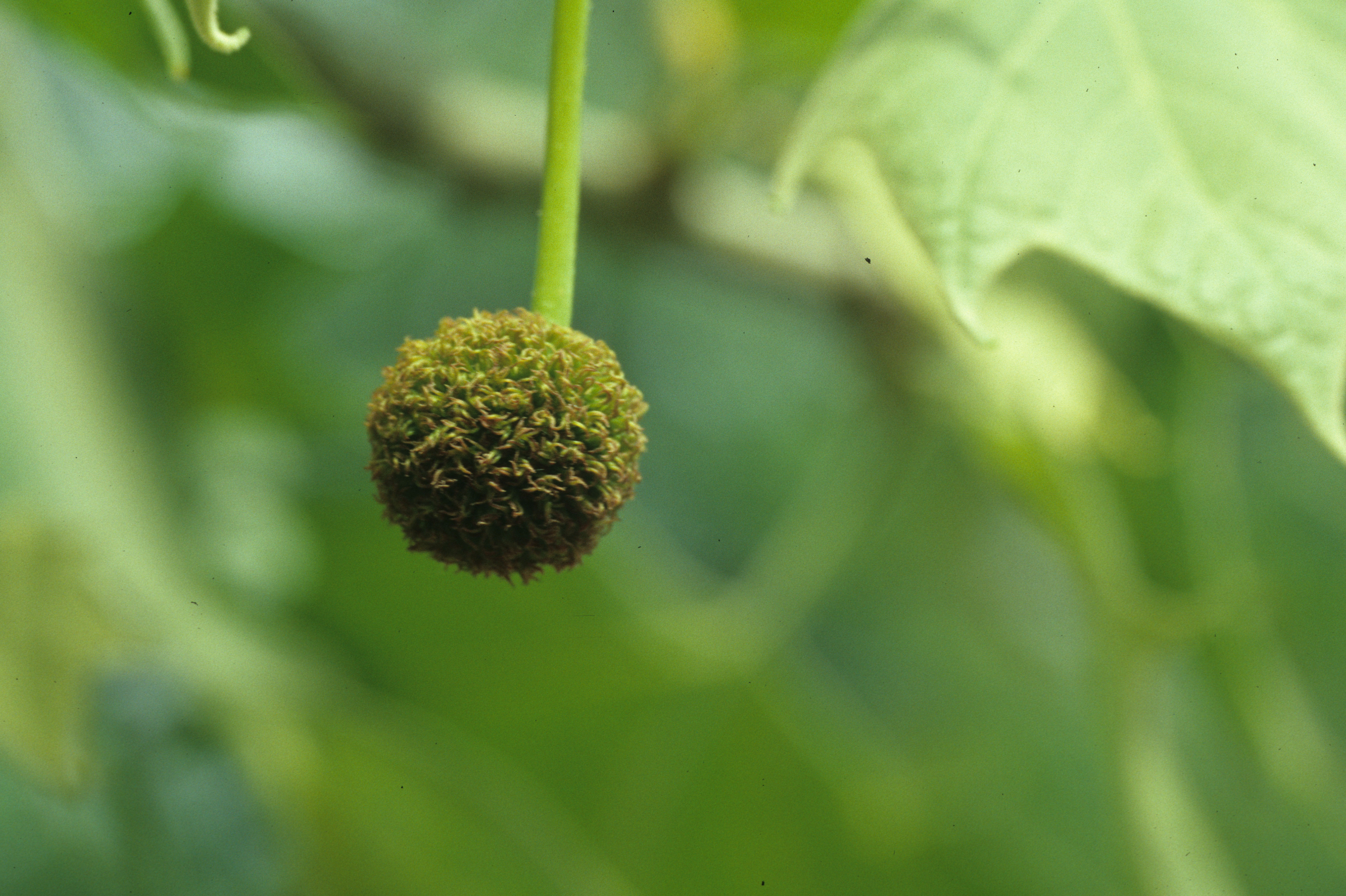 Sycamore seed ball