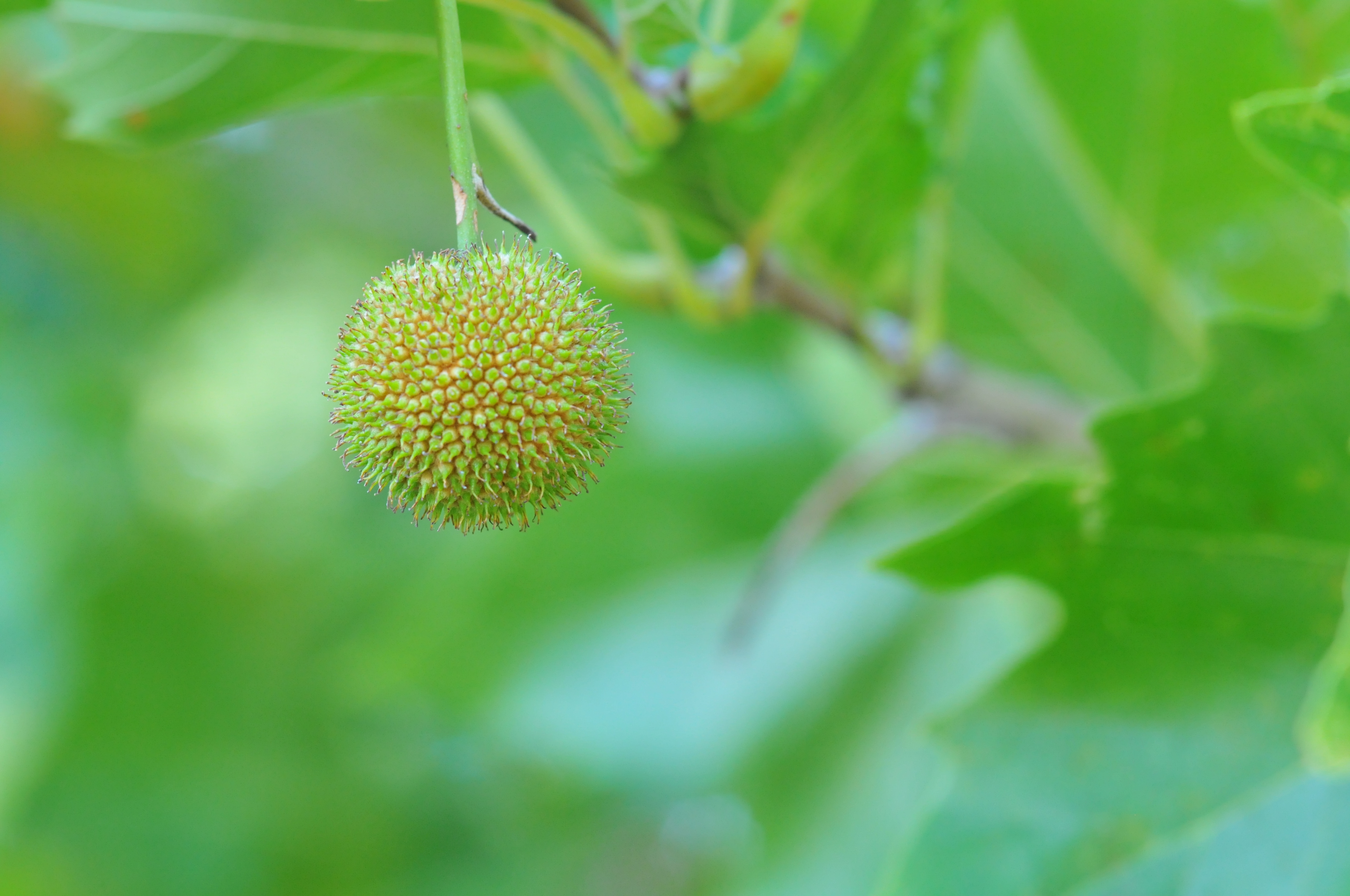 Sycamore fruit