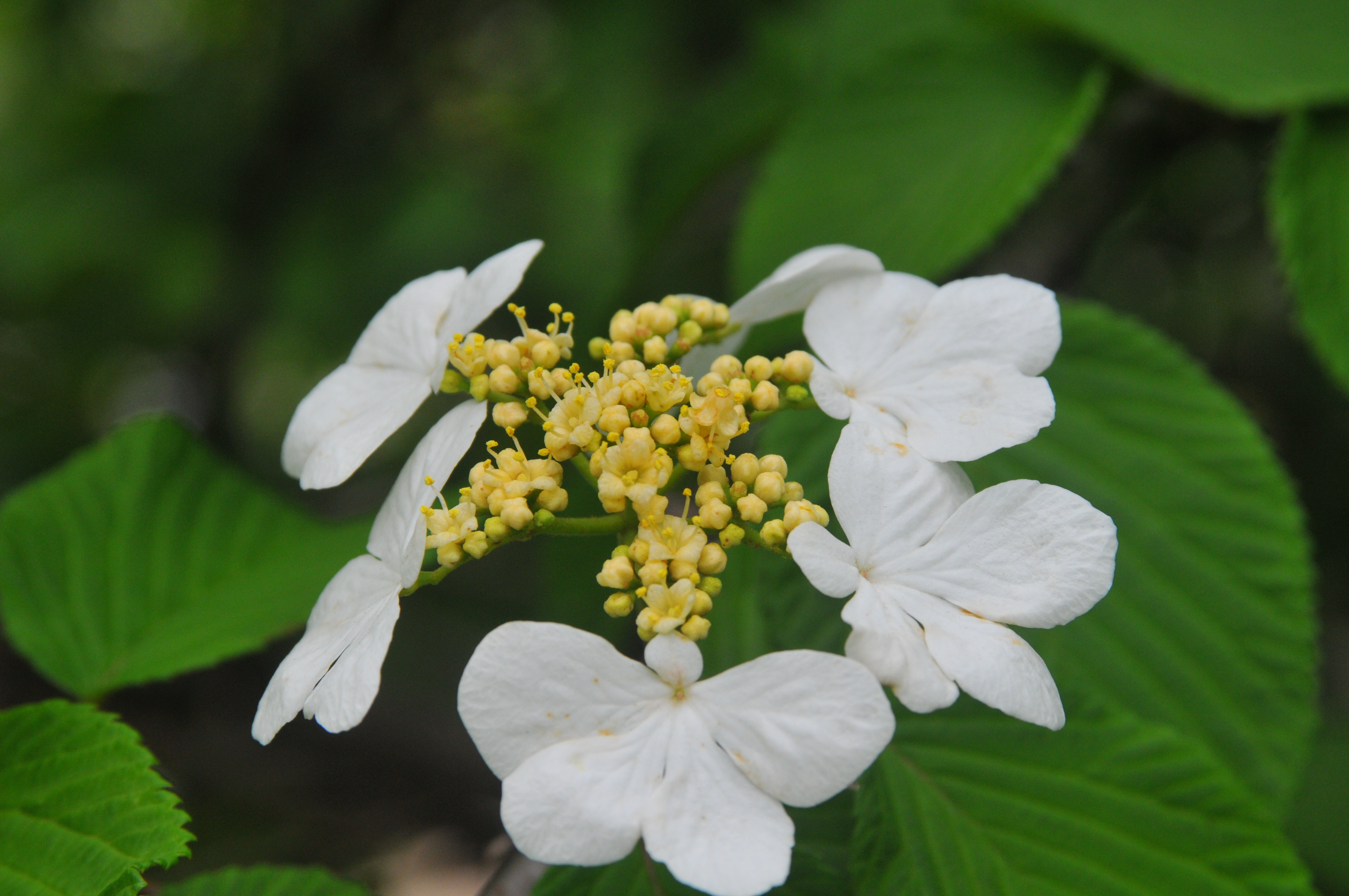 Doublefile Viburnum flower