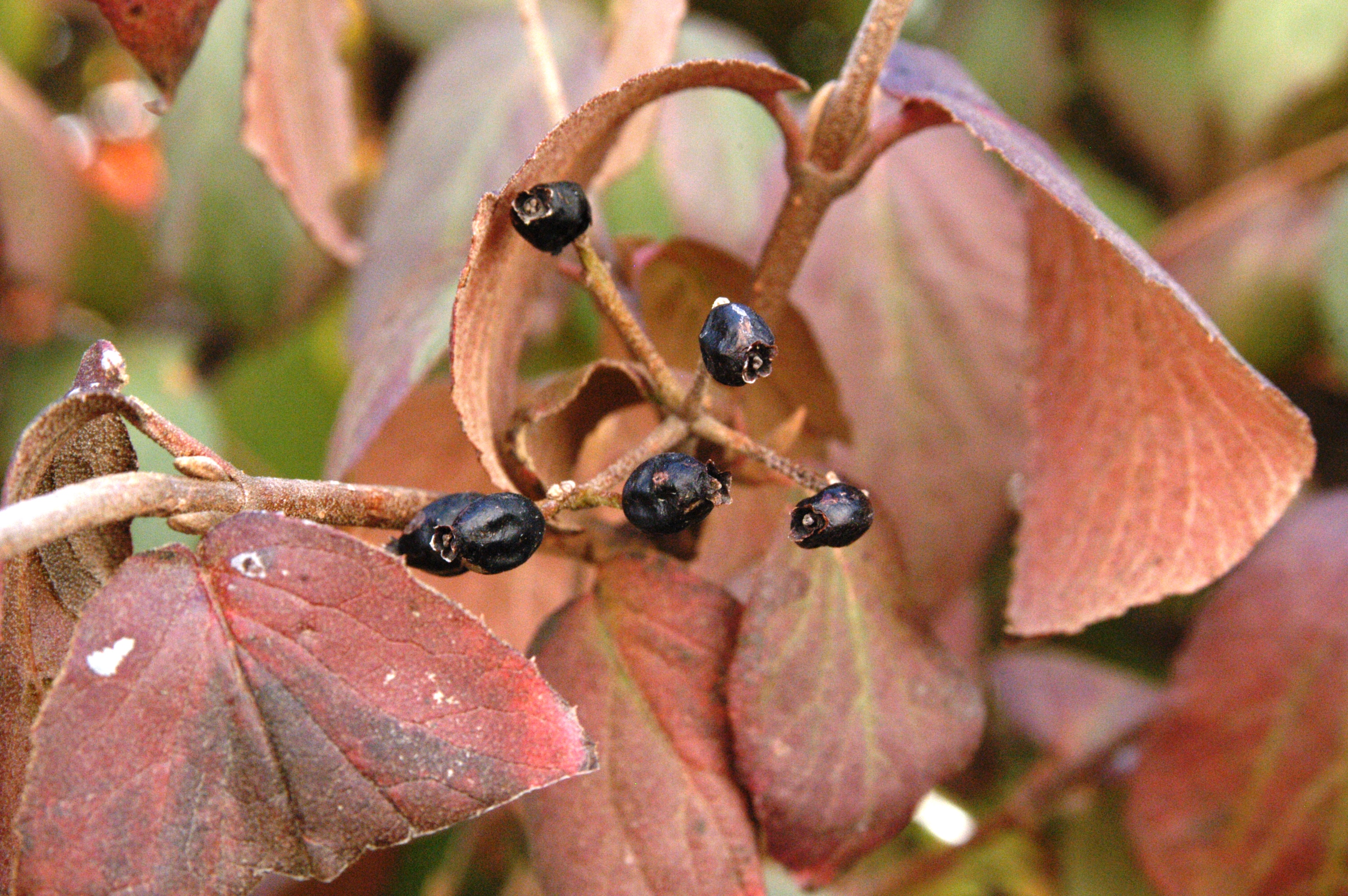 Koreanspice Viburnum foliage & seed (fall color)
