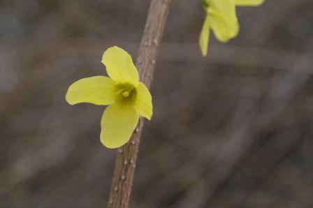 Individual forsythia flower