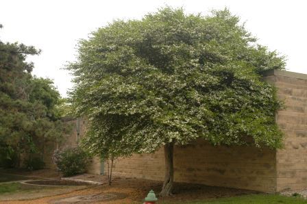 Hawthorn tree