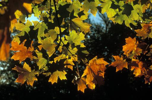 Maple foliage fall color