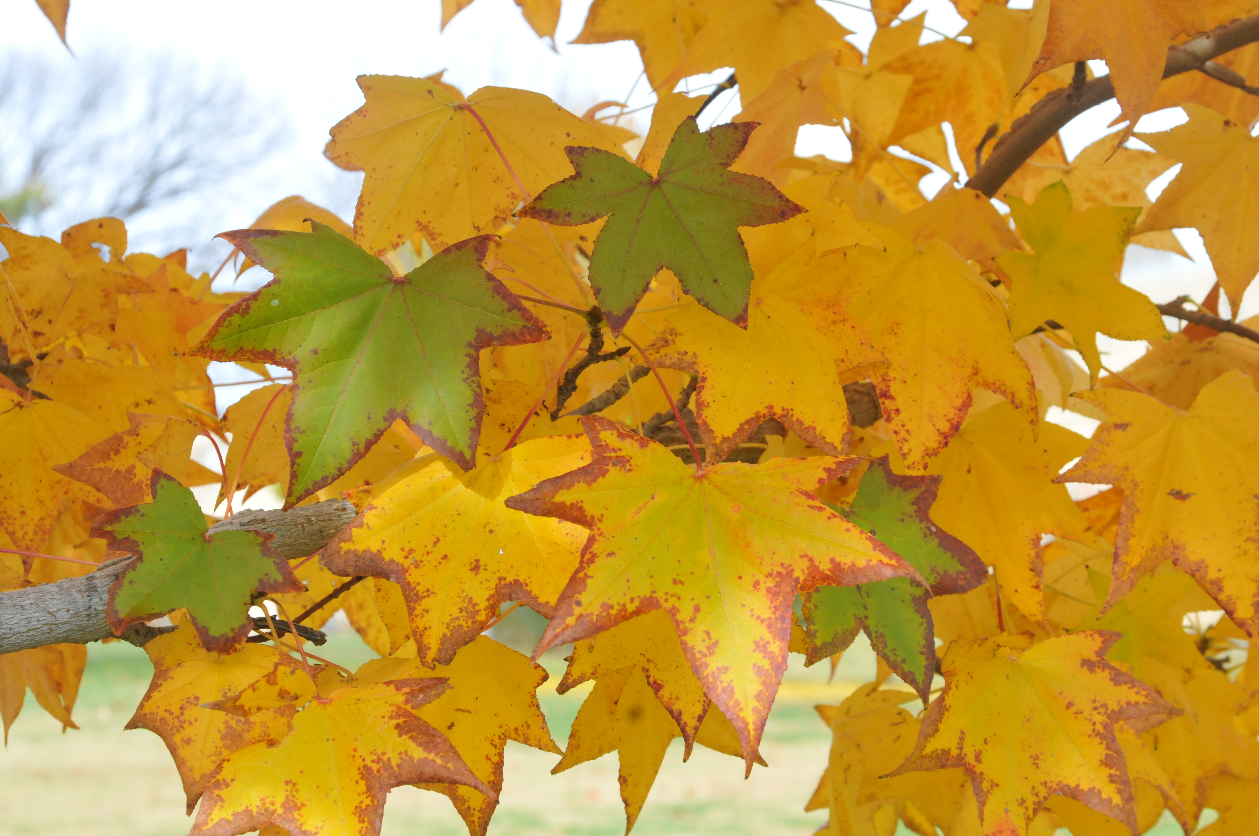 Sweetgum foliage (fall color)