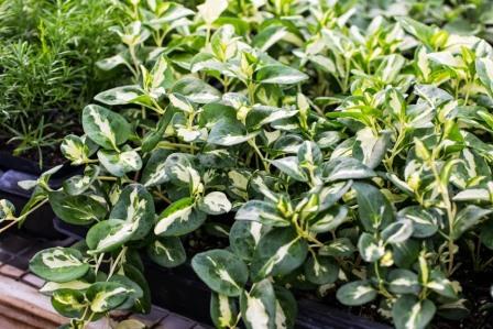 Variegated vinca ground cover