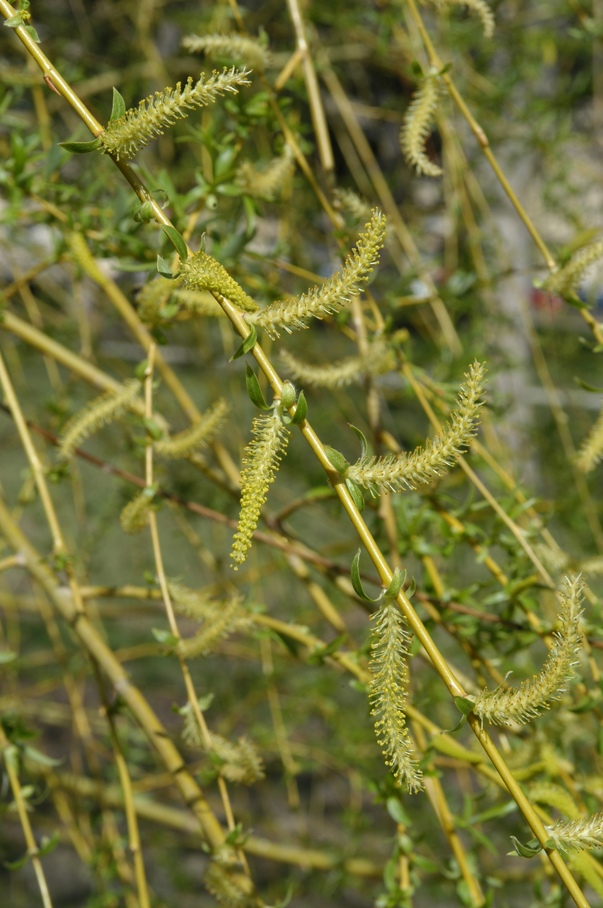 Willow flowers (catkins)