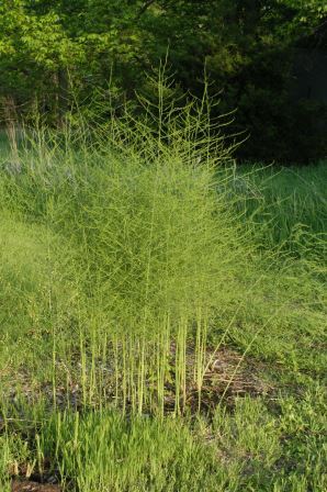 asparagus foliage