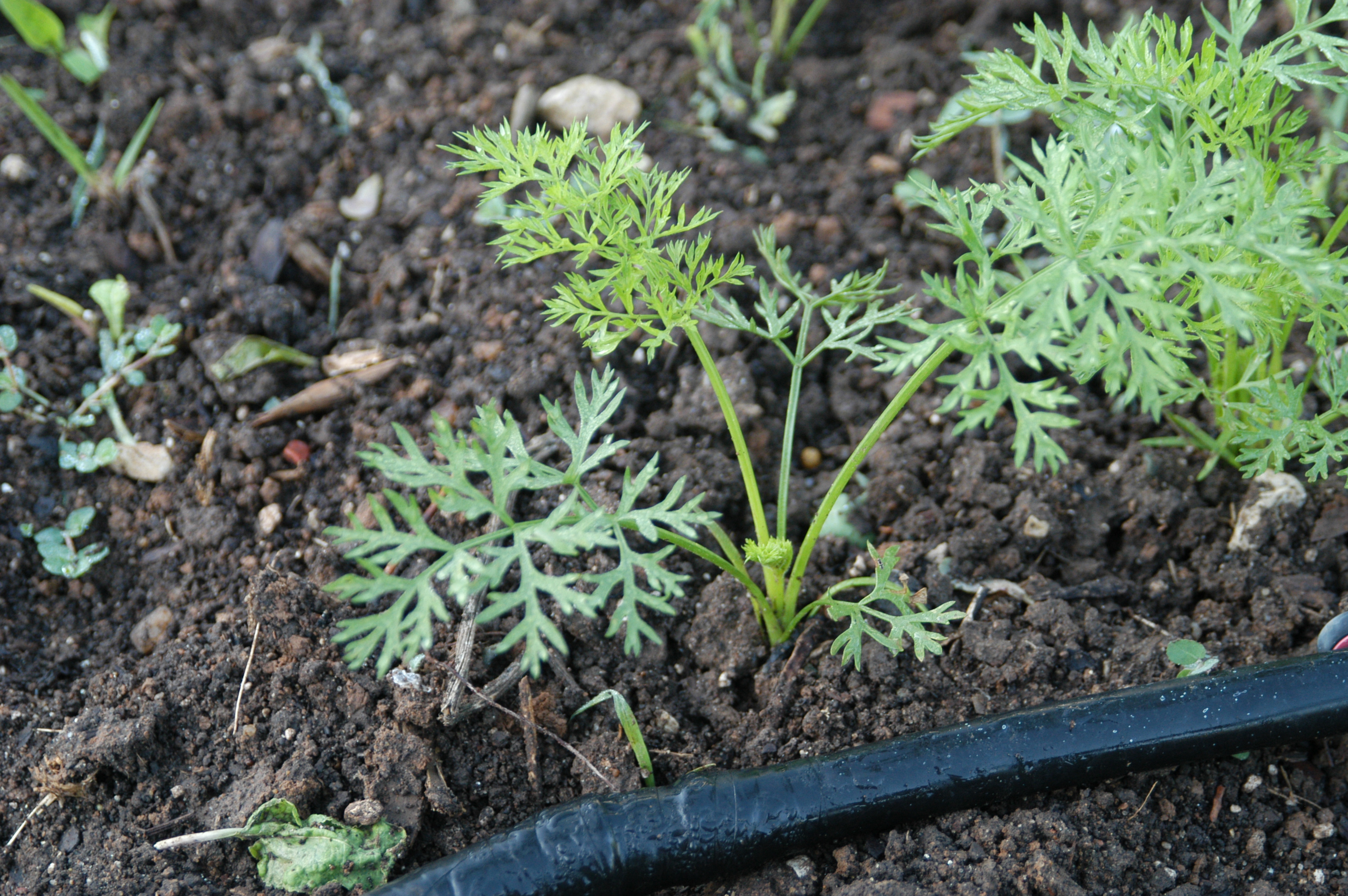 Carrot seedlings