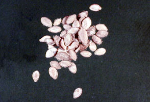 Muskmelon Seeds