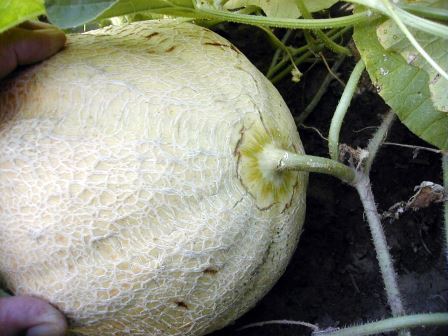 Muskmelon fruit with stem attached