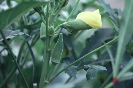 Okra flower bud and pods