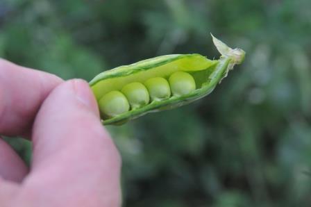 Pea seeds inside pod