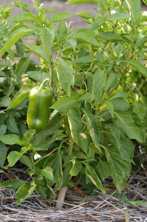 Bell pepper plant