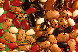 Assorted Bean Seeds