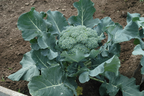 Broccoli head and foliage