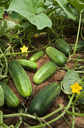Cucumber Fruits and Flowers (pickling type cucumber)