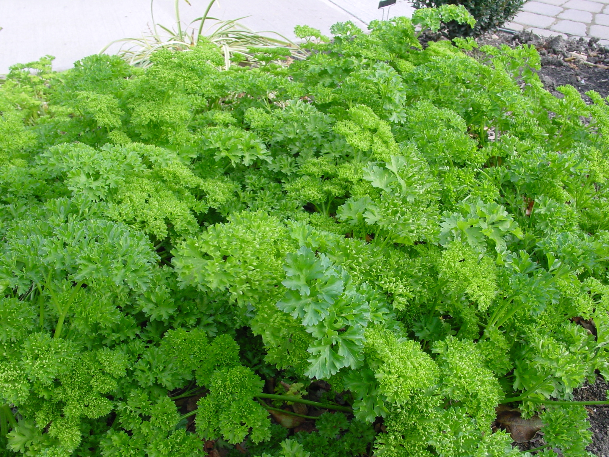 Curled parsley plants