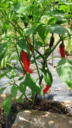Hot pepper plant