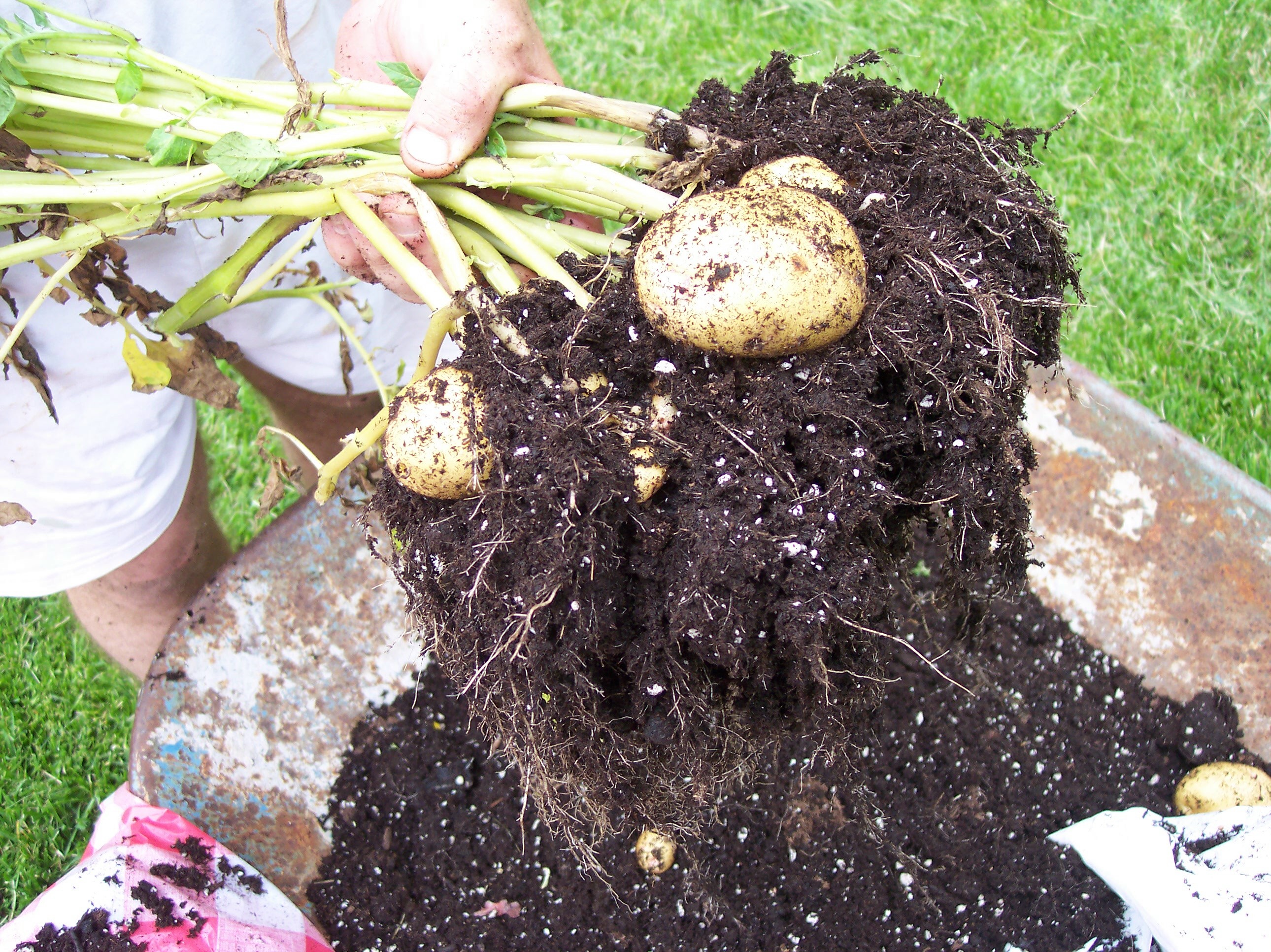 Potato tubers formed at base of plant