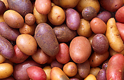 Potato tubers, assorted types