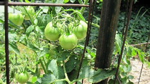 Premature tomatoes