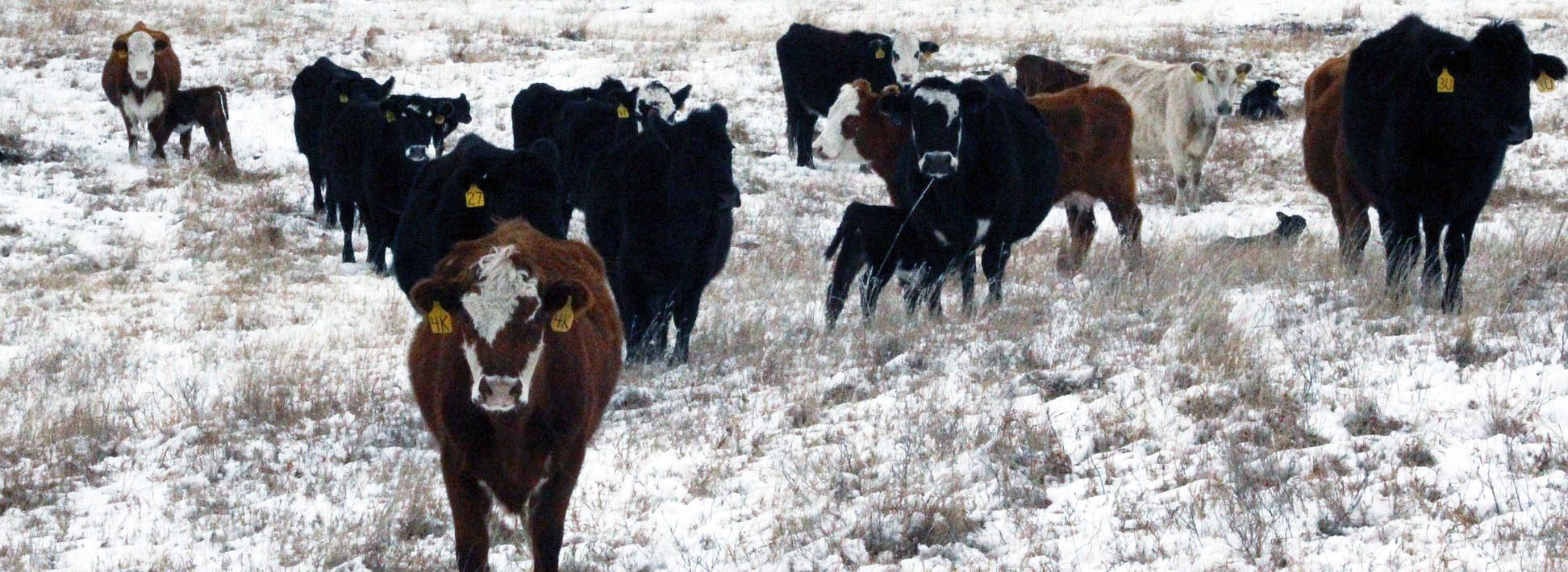 winter cows in pasture winter cows in pasture