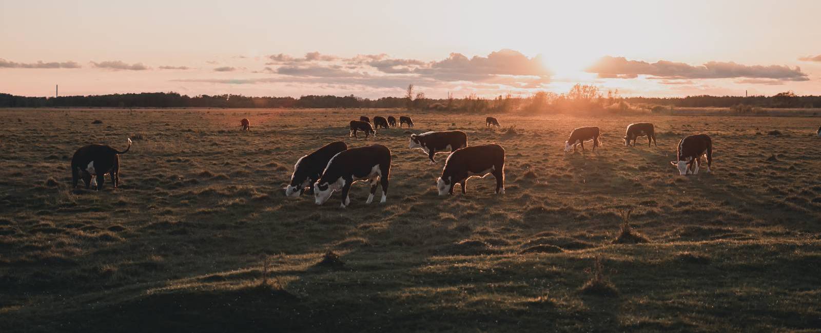 cattle grazing sunrise