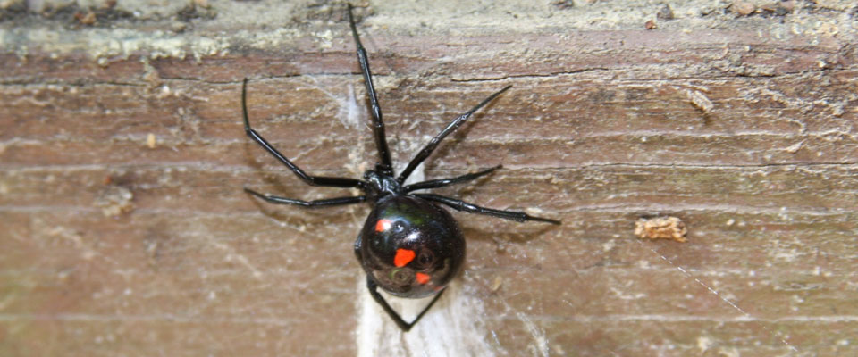 Black widow spider, dorsal view with red hourglass design Black widow spider, dorsal view with red hourglass design