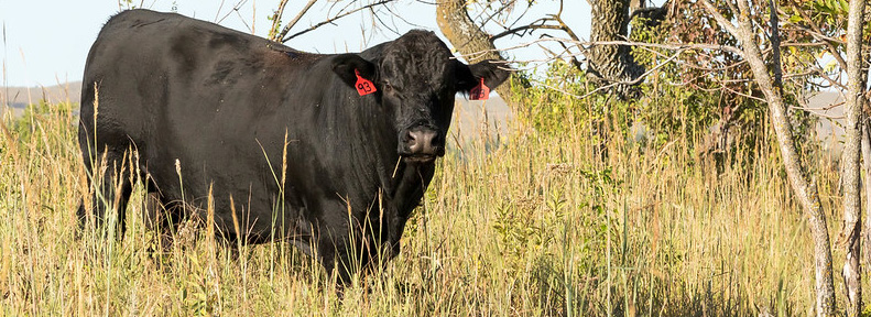 Mature Angus Bull in Fall Mature Angus Bull in Fall