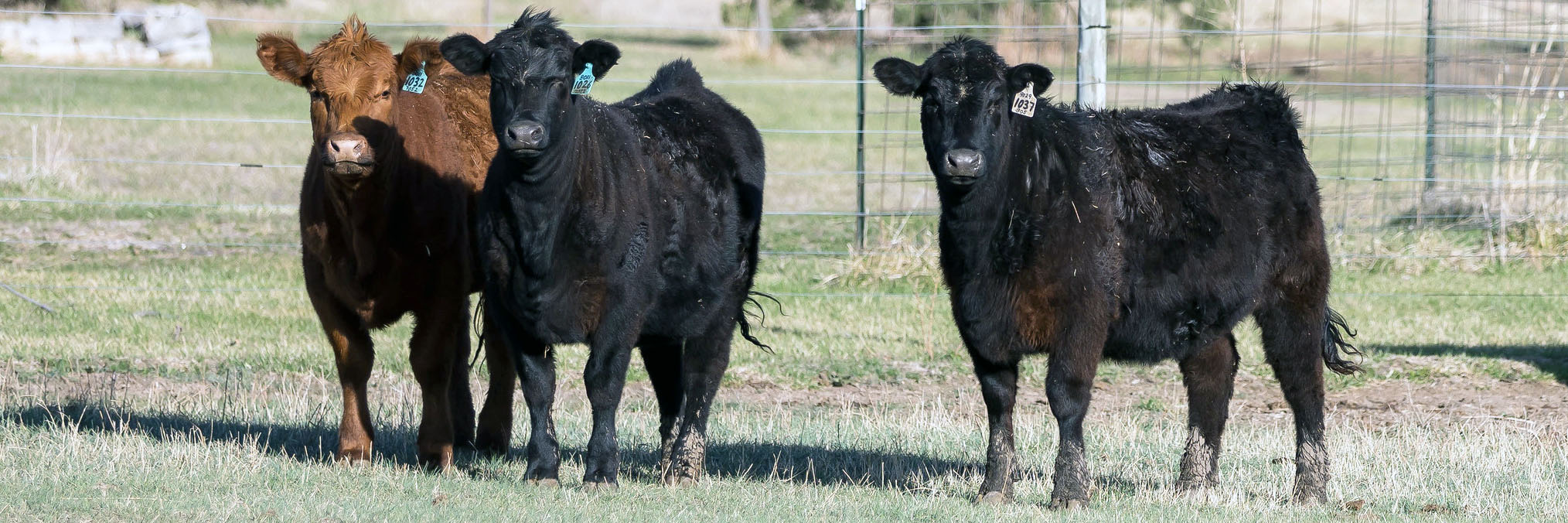 Three yearling heifers standing in open field Three yearling heifers standing in open field