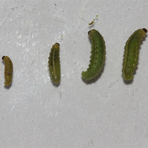 alfalfa weevil larvae