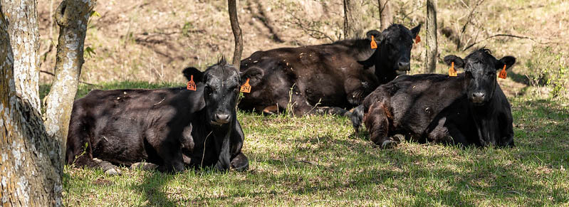 Angus Cattle Spring Pasture Shade Angus Cattle Spring Pasture Shade