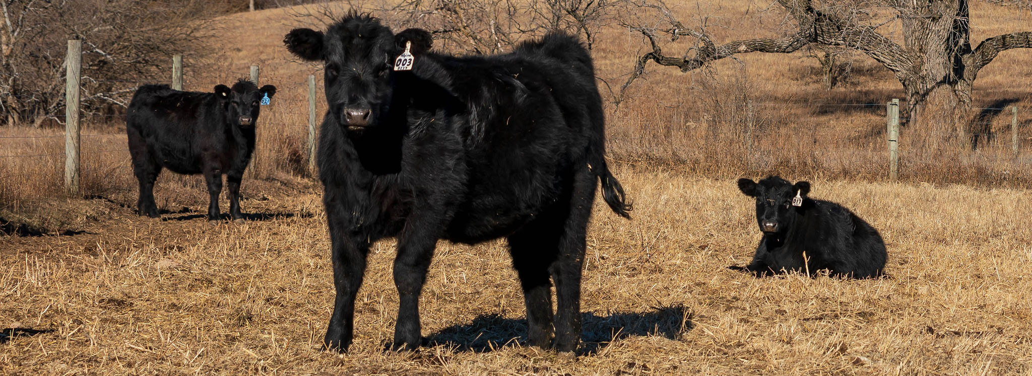 Cattle Chat Helping heifers ahead of breeding