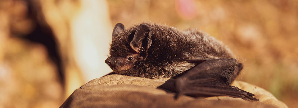 Brown bat laying down Brown bat laying down