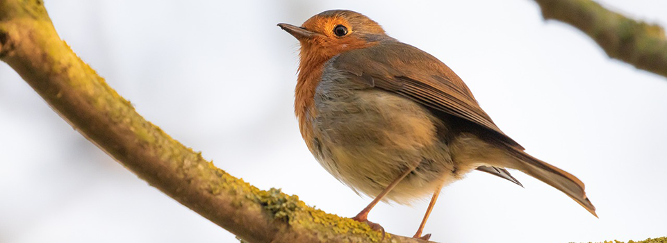 Bird on Tree Bird on tree