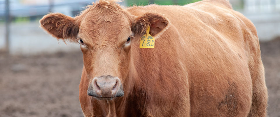 Bull inside pen, looking directly into camera Bull inside pen, looking directly into camera