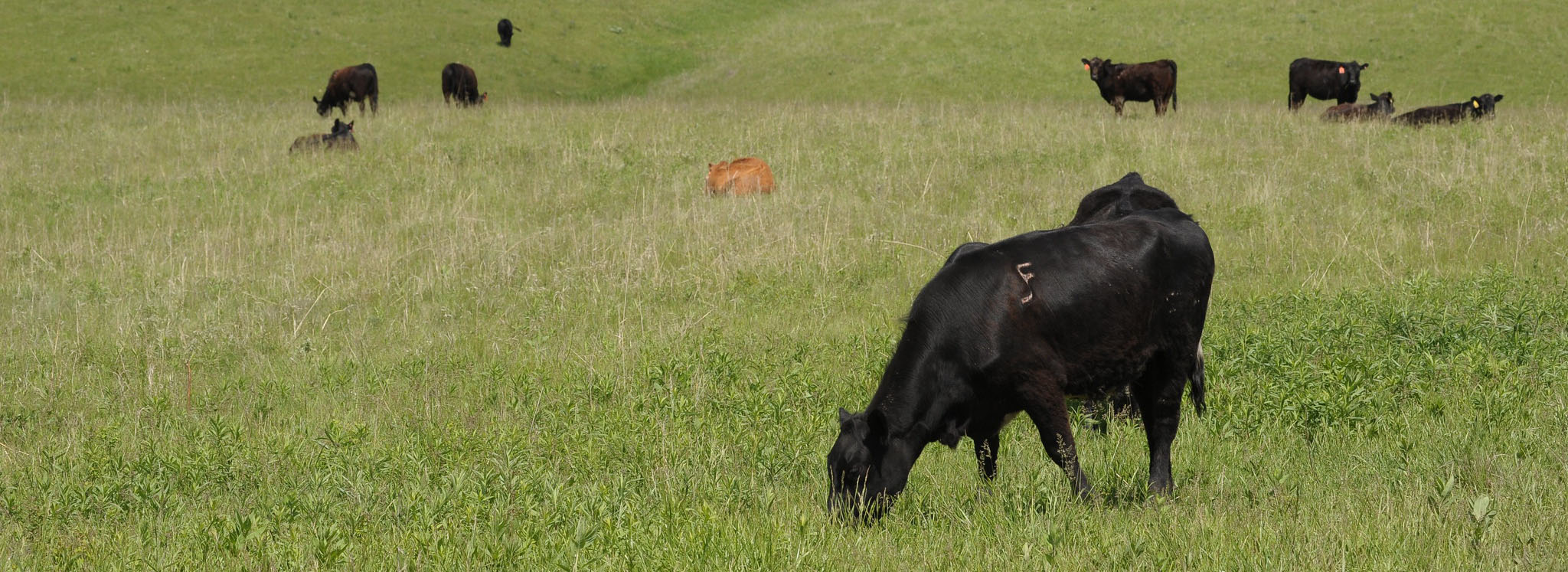 A calf grazing a hillside. A calf grazing a hillside.