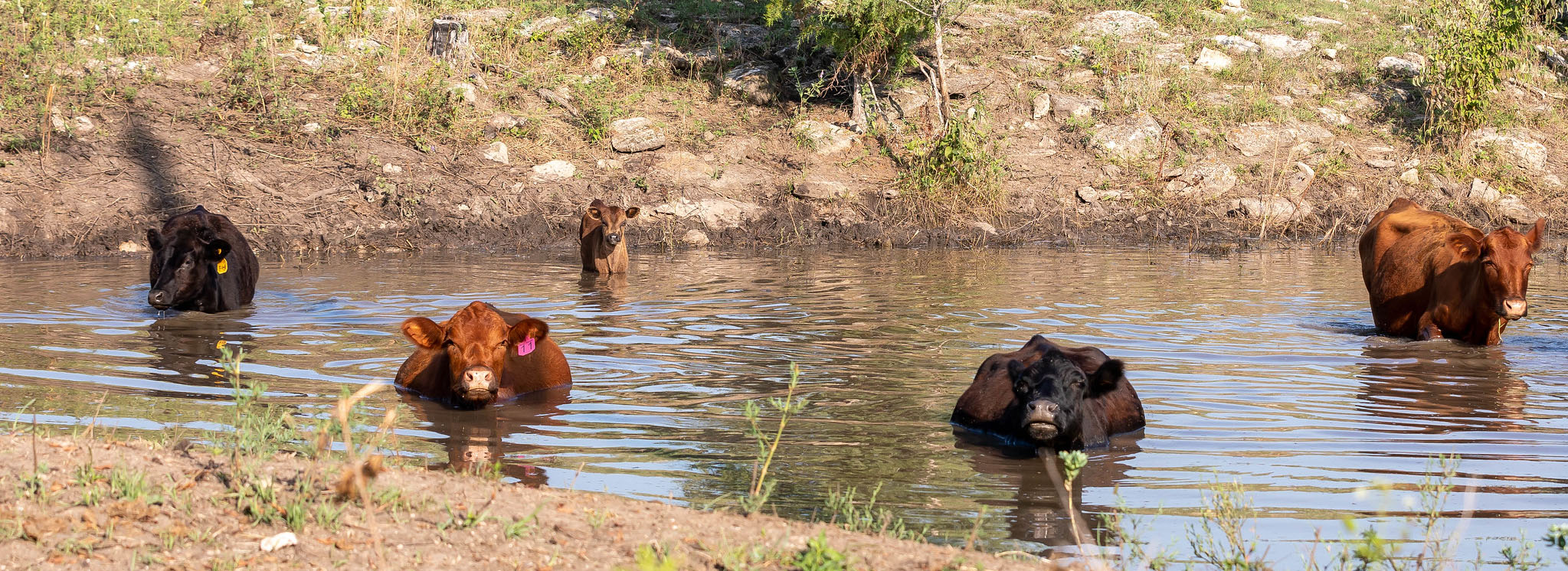 Cattle in Pond Cattle in Pond