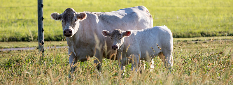 Charolais cow calf pair Charolais cow calf pair