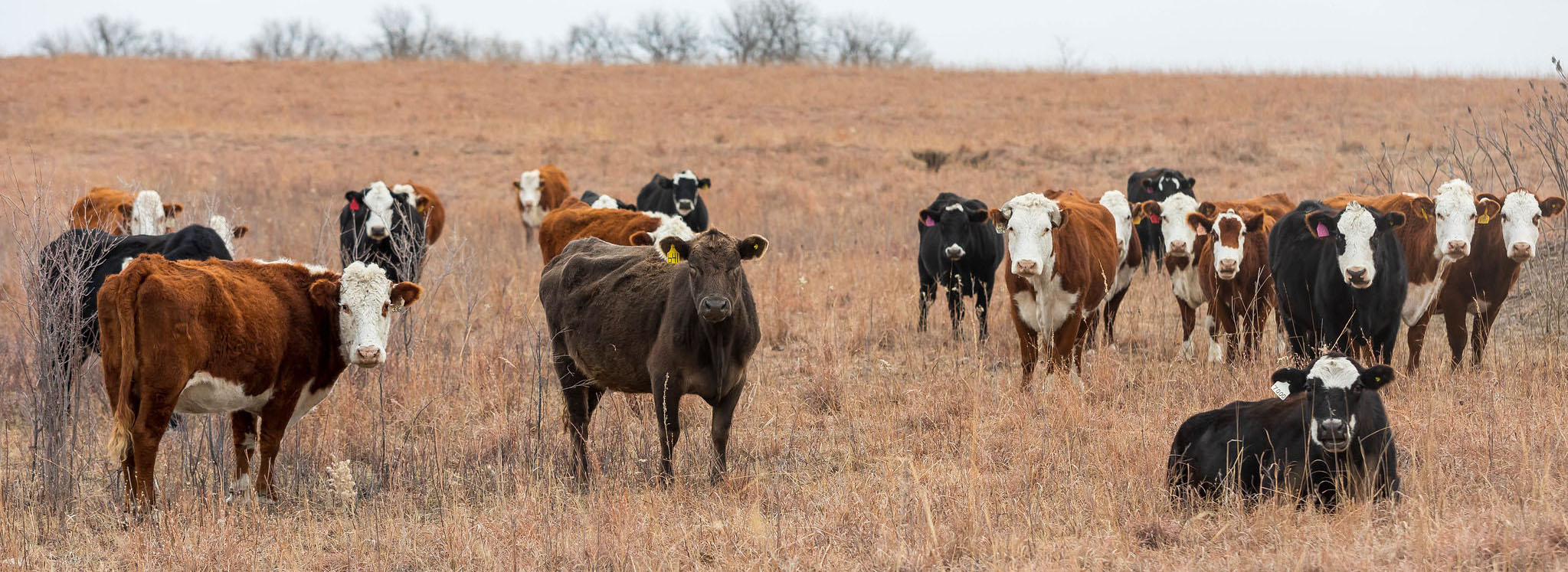 commercial cows winter pasture commercial cows winter pasture