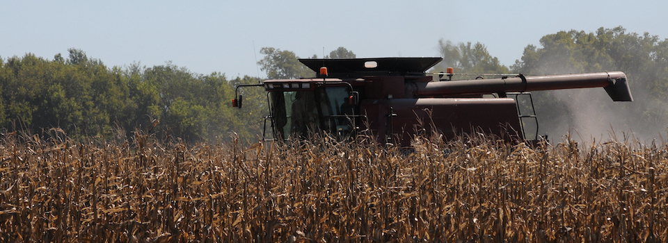 A combine harvesting corn.