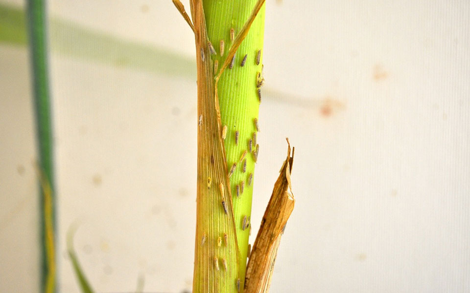 corn stalk with microscopic corn leafhoppers on stalk corn stalk with microscopic corn leafhoppers on stalk