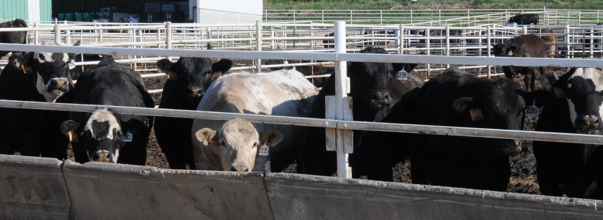 Feedlot cattle at a bunk.