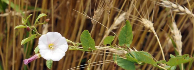 Field bindweed in wheat field.