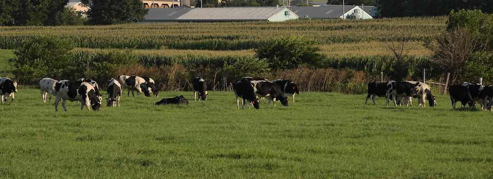 Dairy cows grazing. Dairy cows grazing.