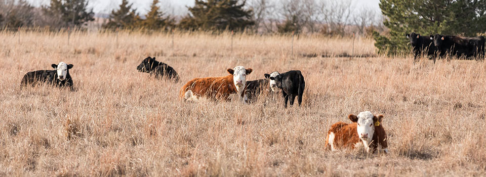 Commercial Cattle on March Pasture