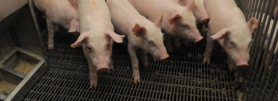 Seven pigs in a pen Seven pigs in a pen