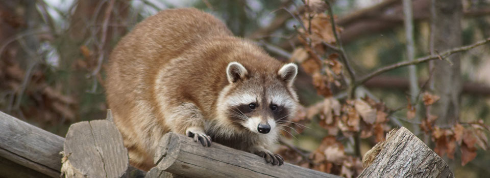 Brown raccoon perched on dead tree limb