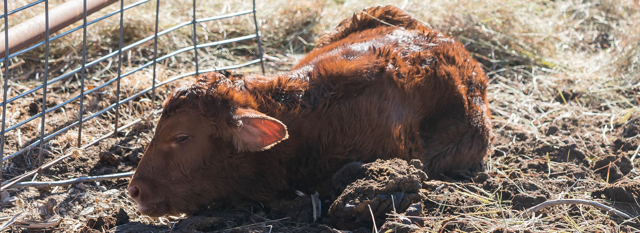 Red Angus Newborn Red Angus Newborn